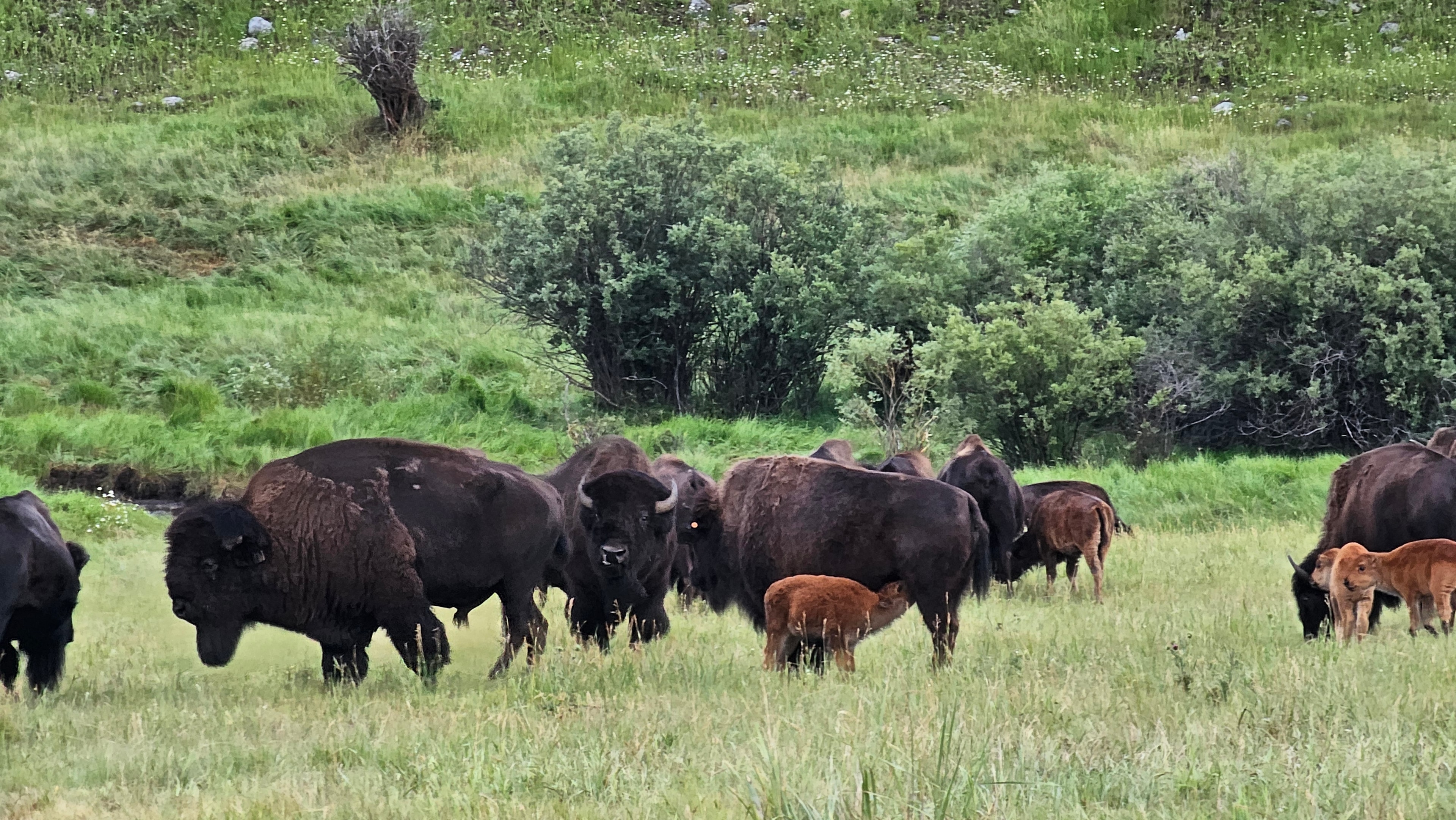 Wildlife Viewing